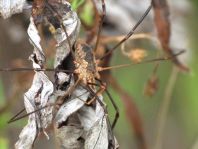 Phalangium opilio