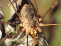 Phalangium opilio