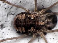 Phalangium opilio