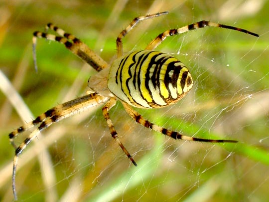 Wespenspinne, Argiope bruennichi