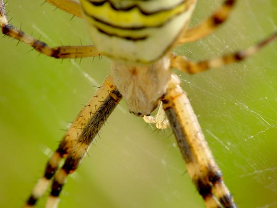 Wespenspinne, Argiope bruennichi