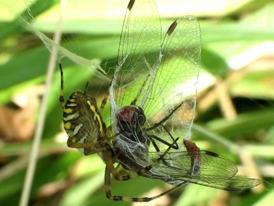 Wespenspinne, Argiope bruennichi