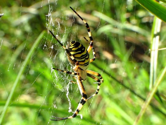 Wespenspinne, Argiope bruennichi