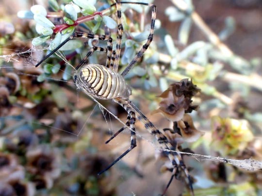 Argiope trifasciata