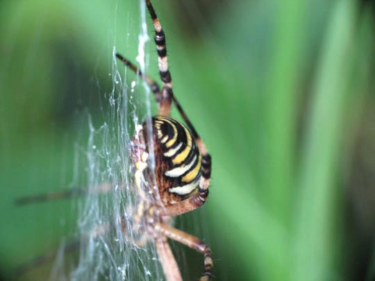 Wespenspinne, Argiope bruennichi