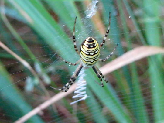 Wespenspinne, Argiope bruennichi