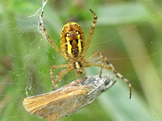 Wespenspinne, Argiope bruennichi
