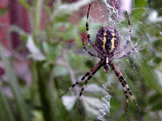 Wespenspinne, Argiope bruennichi