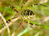 Wespenspinne, Argiope bruennichi