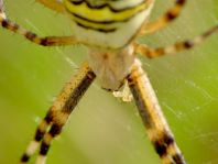 Wespenspinne, Argiope bruennichi