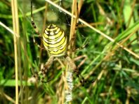 Wespenspinne, Argiope bruennichi