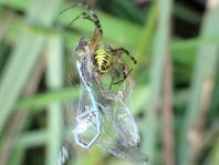 Wespenspinne, Argiope bruennichi