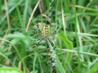 Wespenspinne, Argiope bruennichi