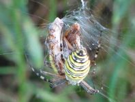 Wespenspinne, Argiope bruennichi
