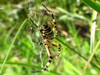 Wespenspinne, Argiope bruennichi