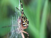 Wespenspinne, Argiope bruennichi