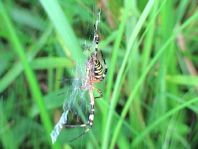 Wespenspinne, Argiope bruennichi