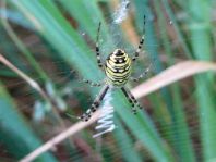 Wespenspinne, Argiope bruennichi