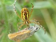 Wespenspinne, Argiope bruennichi