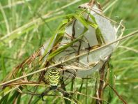 Wespenspinne, Argiope bruennichi