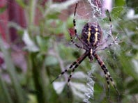 Wespenspinne, Argiope bruennichi