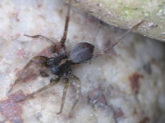 Pardosa