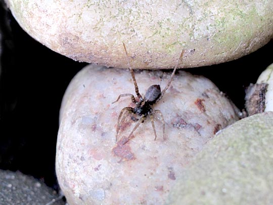 Pardosa