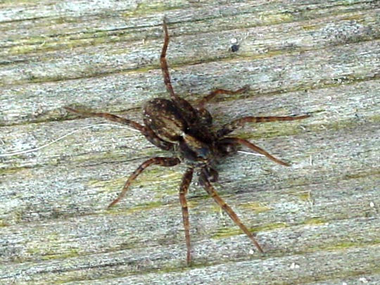 Wolfspinne, Lycosidae, Pardosa amentata