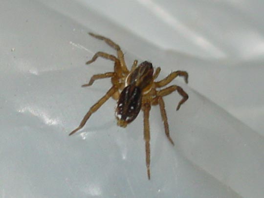 Piratenspinne, Pirata piraticus