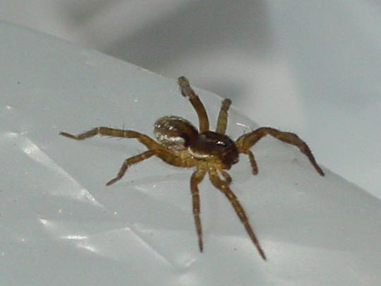 Piratenspinne, Pirata piraticus