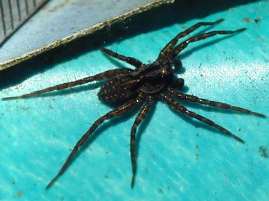 Pardosa pullata