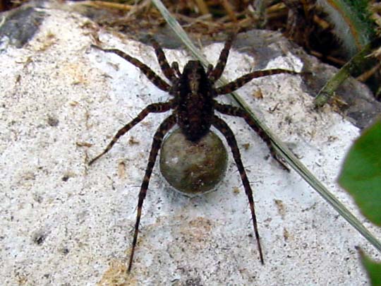 Wolfspinne, Pardosa amentata, weibchen
