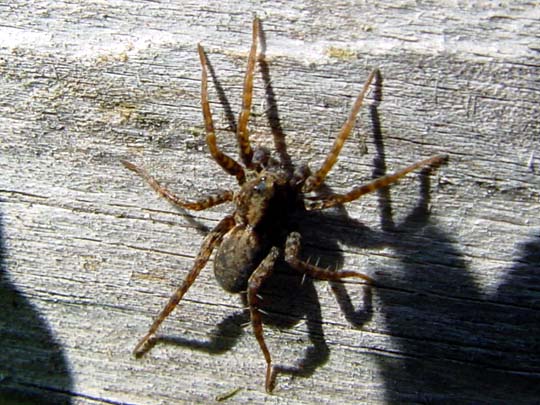 Wolfspinne, Lycosidae, Pardosa amentata