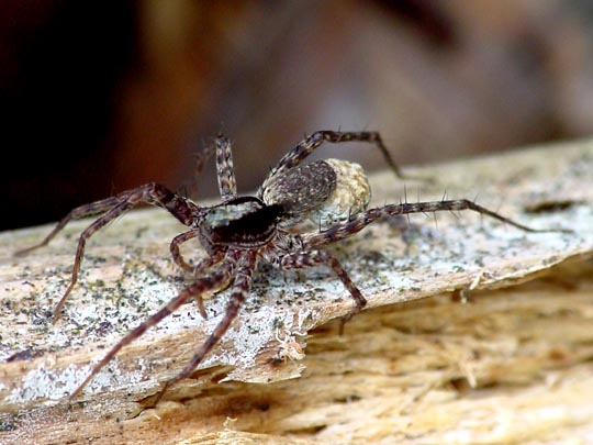 Pardosa lugubris