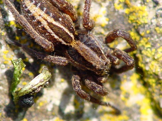 Alopecosa sp.