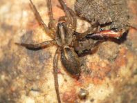Trochosa
