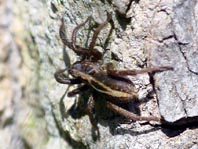 Alopecosa pulverulenta oder cuneata