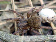 Trochosa