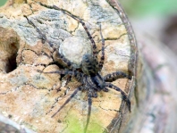 Pardosa
