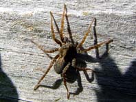 Wolfspinne, Lycosidae, Pardosa
