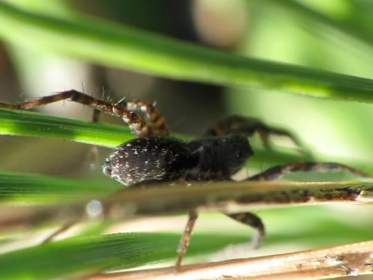 Pardosa