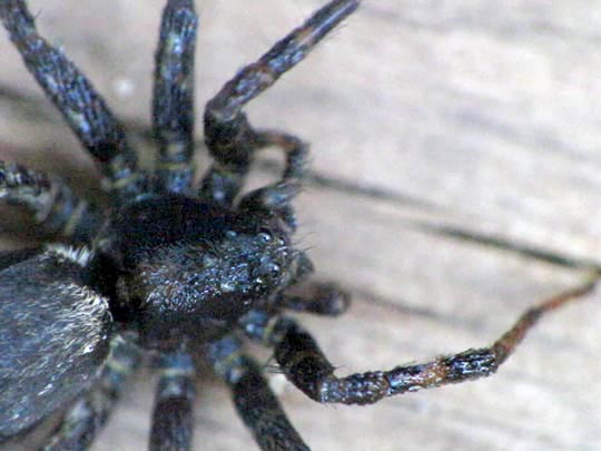Pardosa