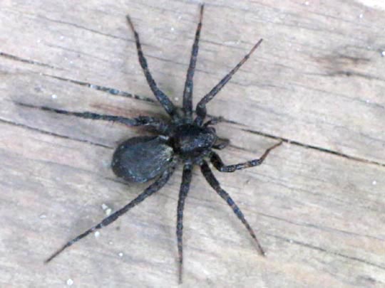 Pardosa