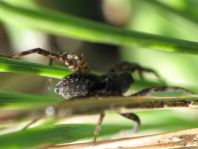 Pardosa
