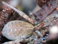 Trochosa