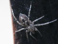 Anyphaena accentuata