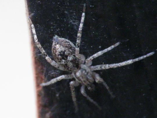 Anyphaena accentuata