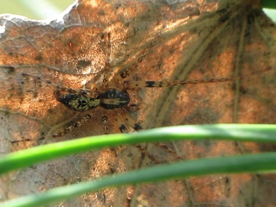 Anyphaena accentuata