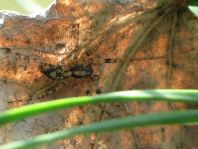 Anyphaena accentuata