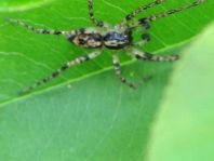 Anyphaena accentuata